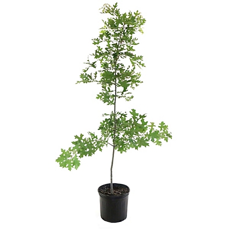 National Plant Network 2.25 gal. Direct Pin Oak Tree Plant