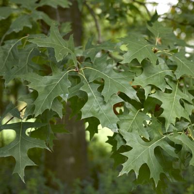 Image showing  2.25 gal. Direct Pin Oak Tree Plant