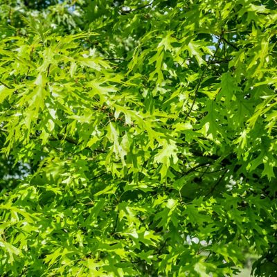 Image showing  2.25 gal. Direct Pin Oak Tree Plant