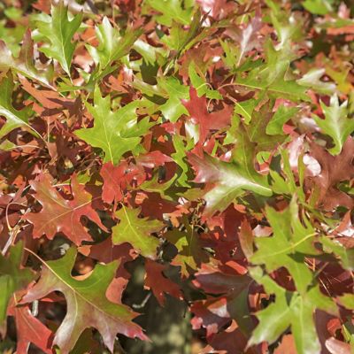 Image showing  2.25 gal. Direct Pin Oak Tree Plant