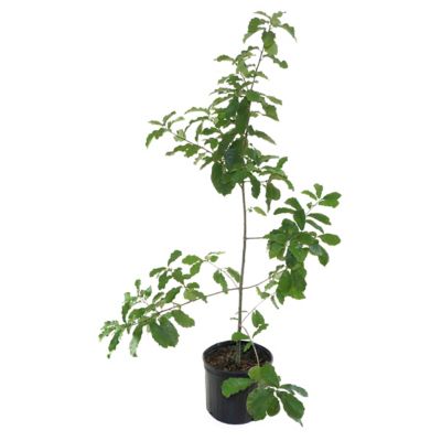 Cottage Farms Direct National Plant Network 2.25 gal. Mexican White Oak Tree