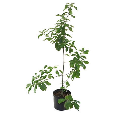 National Plant Network 2.25 gal. Mexican White Oak Tree