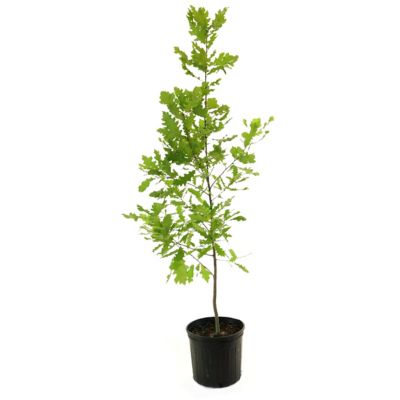National Plant Network 2.25 gal. Shumard Oak Tree Plant