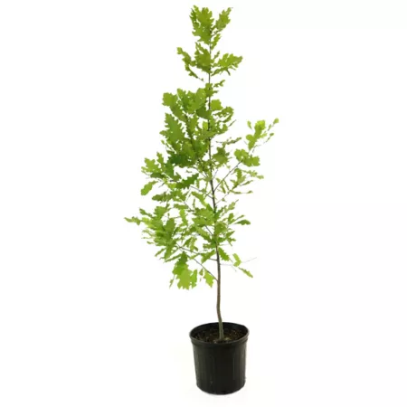 National Plant Network 2.25 gal Shumard Oak Plant Trees