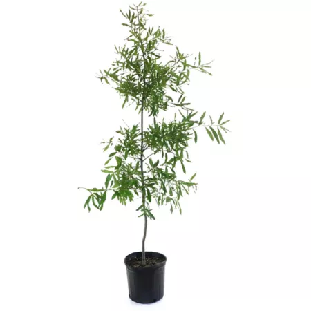 National Plant Network 2.25 gal Willow Oak Plant Trees