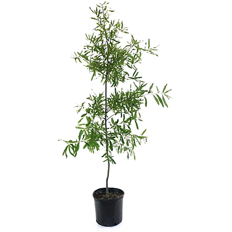 National Plant Network 2.25 gal. Willow Oak Tree Plant