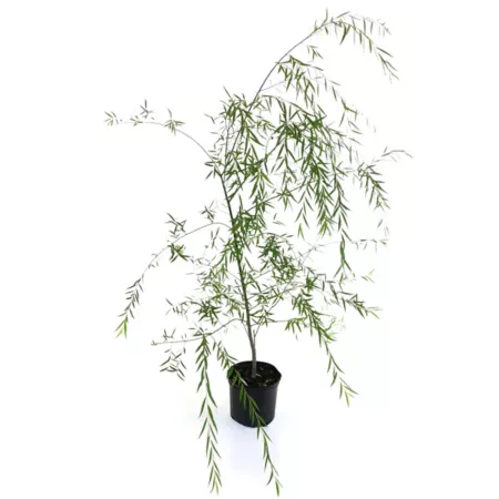 National Plant Network 2.25 gal Weeping willow plant Trees