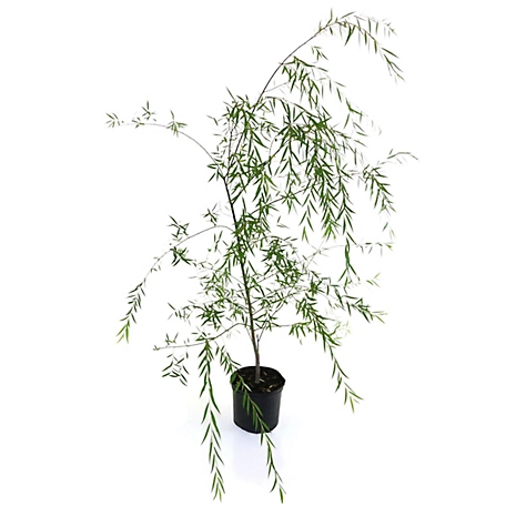 National Plant Network 2.25 gal. Weeping Willow Tree Plant