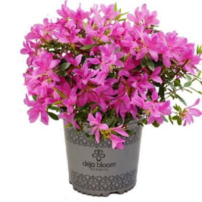 National Plant Network 2 gal. Pink Jewel Deja Bloom Plant