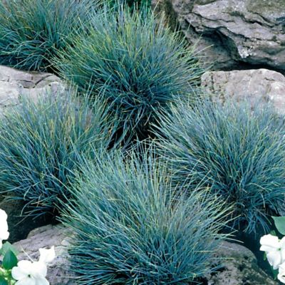 Image showing  4in. Potted Icy Blue Fescue Grass Elijah Blue Plants, 3 pc.