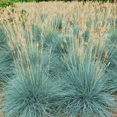 Image showing  4in. Potted Icy Blue Fescue Grass Elijah Blue Plants, 3 pc.