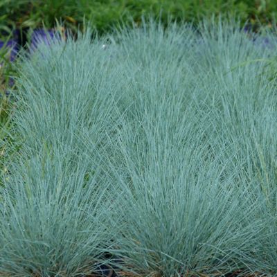 Image showing  4in. Potted Icy Blue Fescue Grass Elijah Blue Plants, 3 pc.