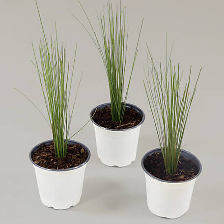 National Plant Network 4 in. Pink Muhly Plant, 3 pc.