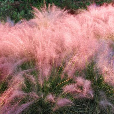 Image showing  4 in. Pink Muhly Plant, 3 pc.