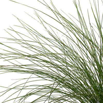 Image showing  4 in. Pink Muhly Plant, 3 pc.