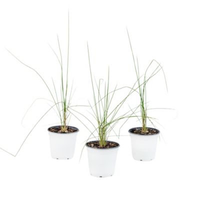 National Plant Network 4 in. Grass Karl Foerster Plant, 3 pc.
