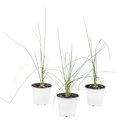 National Plant Network 4 in. Grass Karl Foerster Plant, 3 pc.