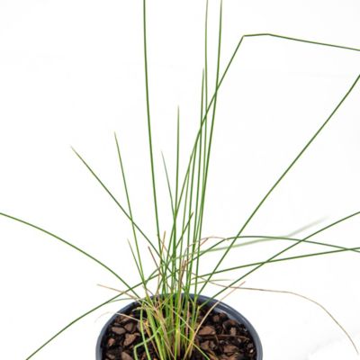 Image showing  4in. Grass Karl Foerster Plant, 3 pc.
