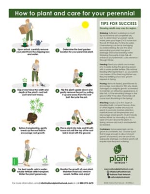 Image showing  4in. Grass Karl Foerster Plant, 3 pc.