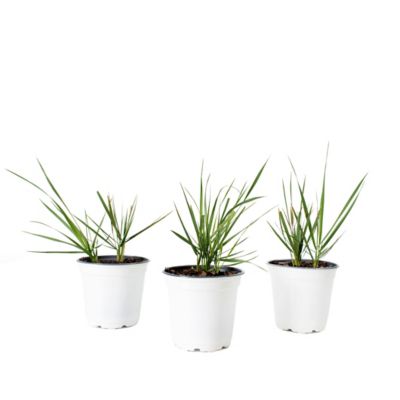 National Plant Network 4 in. Potted Lemon Grass Collection Plant, 3 pc.