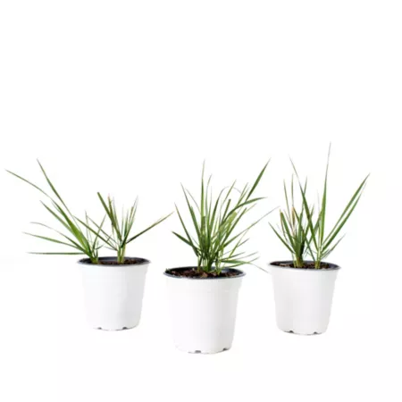 National Plant Network Lemongrass Collectible Plant in 4" Pot 3 Count. Ground Cover Plants