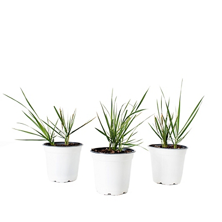 National Plant Network 4 in. Lemon Grass Collection Plant - 3 Piece