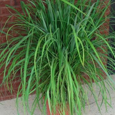 Image showing  4in. Potted Lemon Grass Collection Plant, 3 pc.