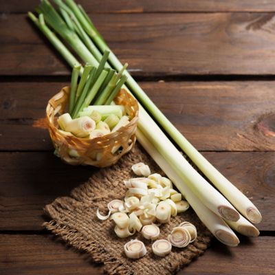 Image showing  4in. Potted Lemon Grass Collection Plant, 3 pc.