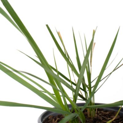 Image showing  4in. Potted Lemon Grass Collection Plant, 3 pc.