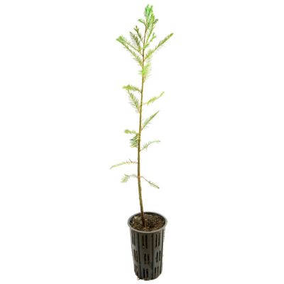 Cottage Farms Direct Bald Cypress 1 Piece Plant With Purpose