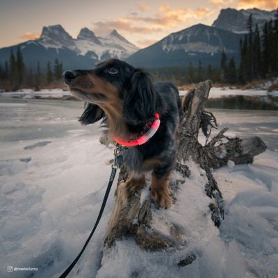 Image showing  USB Light-Up Neck Ring Pet Collar Accessory