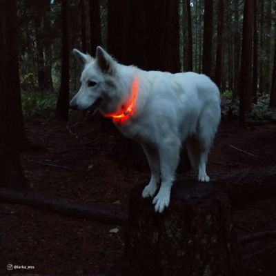 Image showing  USB Light-Up Neck Ring Pet Collar Accessory