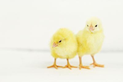 Image showing  Live Cornish Cross Broiler Chickens, 80 ct.