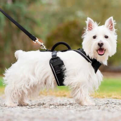 Image showing 6 th PetSafe Easysport Dog Harness