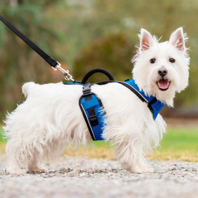 Image showing 6 th PetSafe Easysport Dog Harness