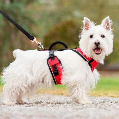 Image showing 6 th PetSafe Easysport Dog Harness