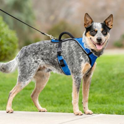 Image showing 6 th PetSafe Easysport Dog Harness