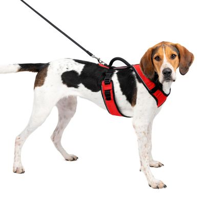 Dog Collars, Leashes & Harnesses