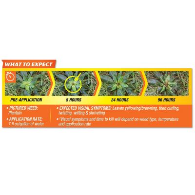 Image showing 13 th Spectracide 1.3 gal. Weed Stop for Lawns Plus Crabgrass Killer with 1.3G AccuShot Sprayer