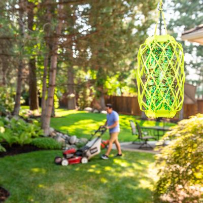 Image showing  TrapStik for Wasps, Mud Daubers and Carpenter Bees