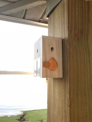 Bees N Things Universal Carpenter Bee Trap