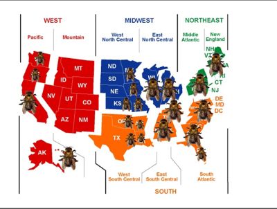 Image showing  Universal Carpenter Bee Trap