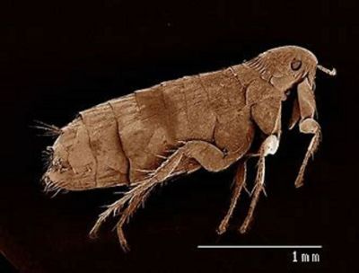 Image showing  64 oz. Flea and Tick Spray Concentrate