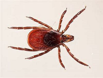 Image showing  64 oz. Flea and Tick Spray Concentrate