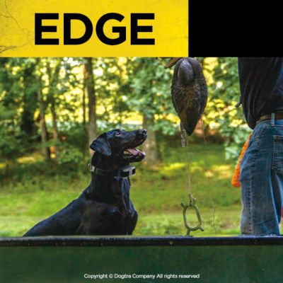 Image showing  EDGE Long Range High-Output Waterproof 4-Dog Expandable Remote Dog Training E-Collar, 1 Mile Range