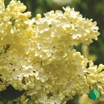 Image showing  Pale Yellow Lilac Primrose Bare Root Plant