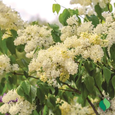 Image showing  Pale Yellow Lilac Primrose Bare Root Plant