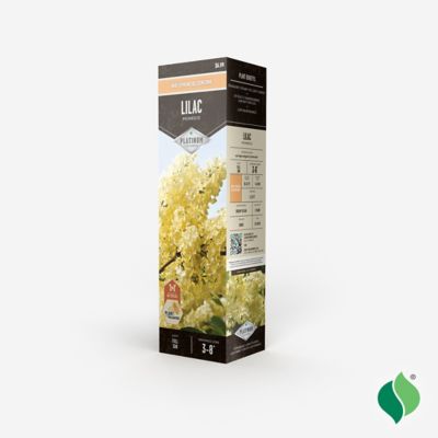 Image showing  Pale Yellow Lilac Primrose Bare Root Plant