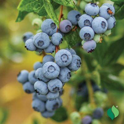 Image showing  Blueberry Legacy