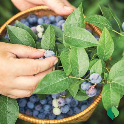 Image showing  Blueberry Legacy